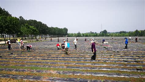 青岛试验基地春烟移栽工作圆满完成中国农业科学院烟草研究所