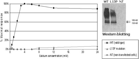 Extracellular Calcium Evoked Increases In Ca 2 I In Fura 2 Loaded And