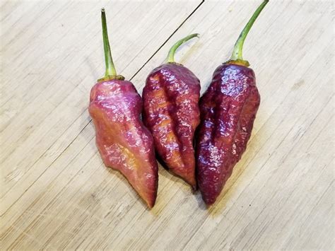 Hot Pepper Pot Bubblegum BBG Dream Seeds Naturally Grown Garden Hoard Naturally