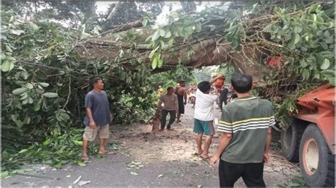 Pohon Besar Tumbang Timpa Truk Di Babat Toman Muba Lalulintas Sempat