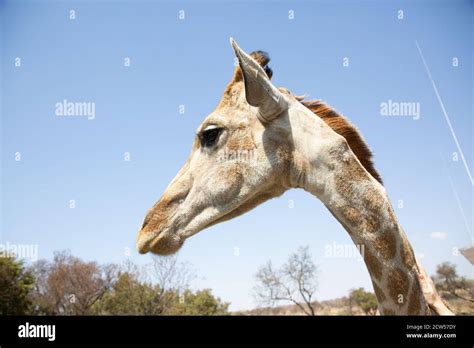 Safari in East Africa plains Stock Photo - Alamy