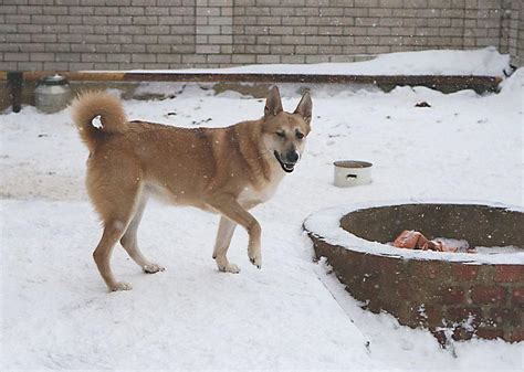 Динга