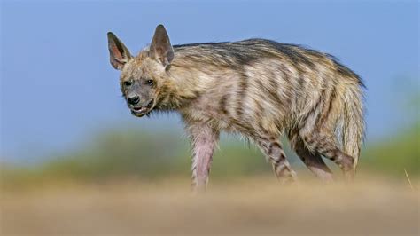 Striped Hyena Facts Diet Habitat Roundglass Sustain