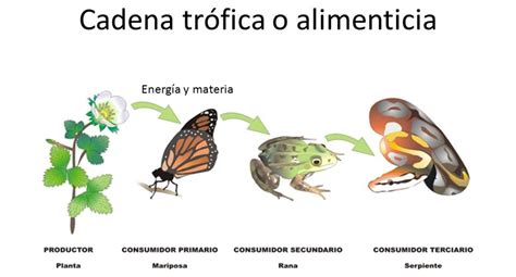 Ecología Y Medio Ambiente Cadena TrÓfica O Cadena Alimentaria