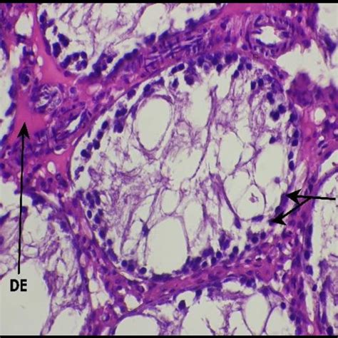 Section From Testis Of Control Rat Showing Normal Testicular