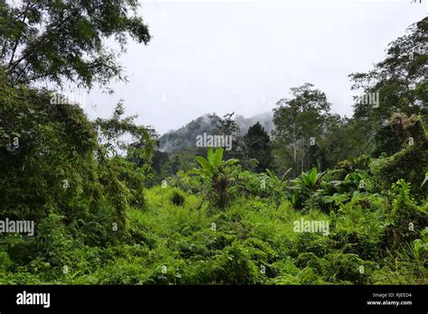 Foggy forest landscape Stock Photo - Alamy