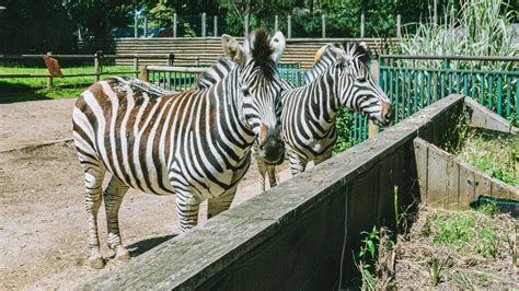 Paradise Wildlife Park Visiting Hertfordshires Famous Tourist