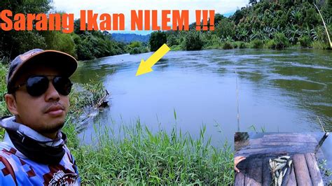 Mancing Ikan Nilem Full Strike Youtube