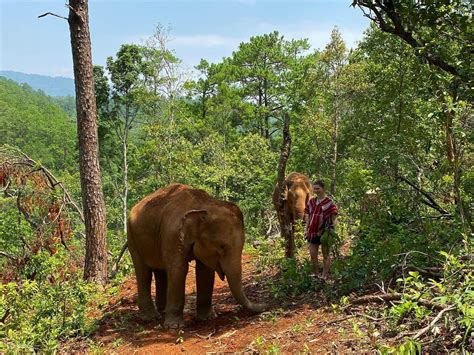 D A Nete Al Santuario De Elefantes De Elephant Dream Project En