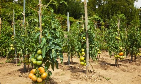 Plantar Tomates En La Huerta Hogarutil