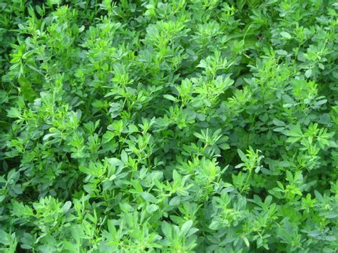 Alfalfa Medicago Sativa Alfalfa Goat Farming Herbs