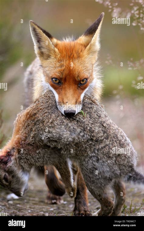 Red Fox Vulpes Vulpes Walking With A Hunting Dowm Rabbit In The