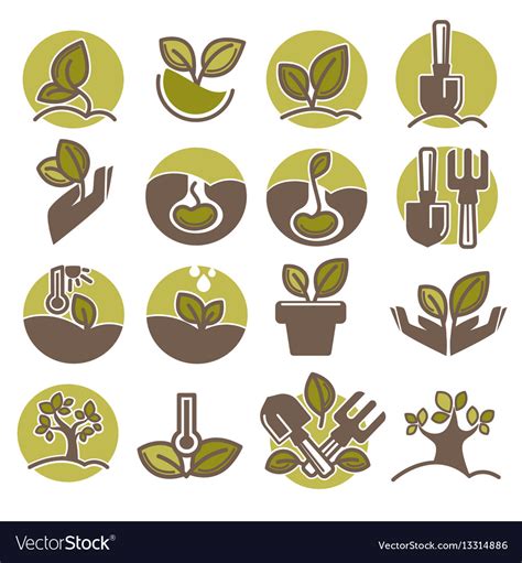 Tree Planting And Growing Process Infographic Vector Image