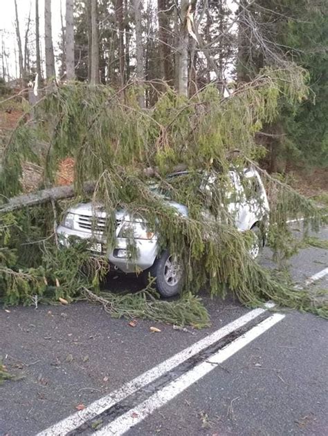 Strong winds uproot thousands of trees in northern Slovakia - spectator ...