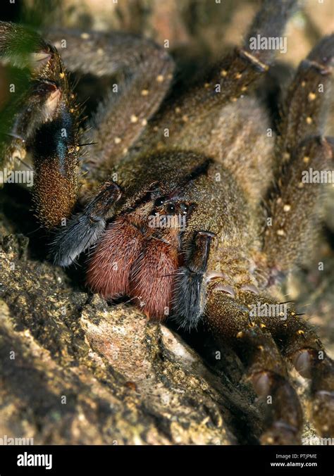 Vertical Macro Of A Brazilian Wandering Spider Phoneutria Nigriventer