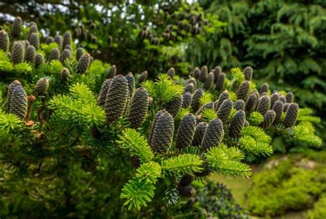 13 Spectacular Types Of Fir Trees With Pics Conserve Energy Future