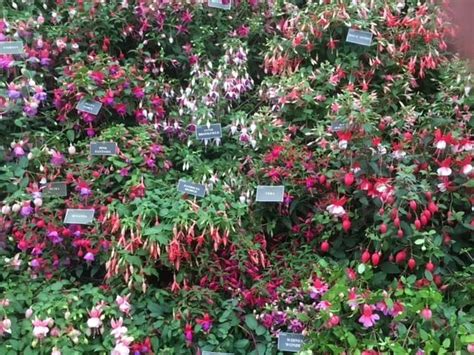 Stand Out Plants In My Garden Fuchsias Richard Jackson Garden