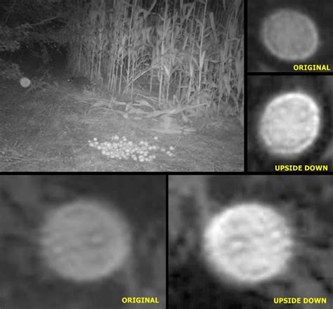 Orb Being Of Light Surprises Raccoon Caught On Trail Camera