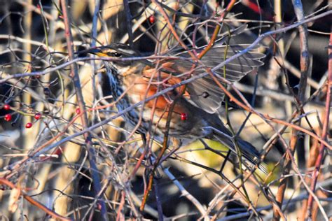 Redwing - Big Year Birding