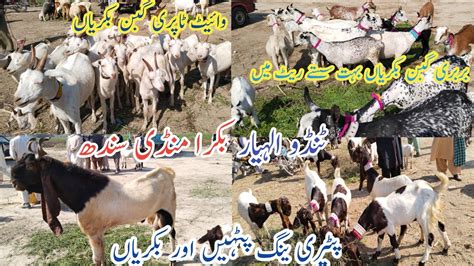 Tando Allahyar Bakra Mandi Latest Update Today White Tapri Patari