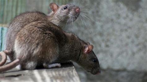 9 Cara Mengusir Tikus Dan Curut Dari Rumah Mulai Pakai Bau Bauan