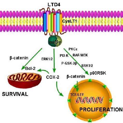 PDF The Role Of Leukotriene Receptor Signaling In Inflammation And Cancer