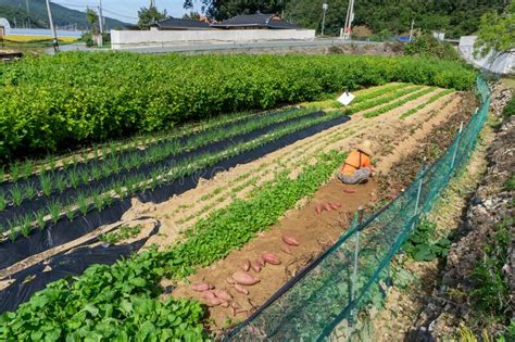 Los Potatos Dulces Rojos Freash Han Sido Excavados Fuera Del Suelo En