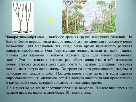 Отдел Папоротниковидные или Папоротники - презентация онлайн