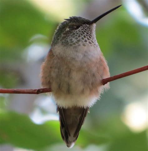 Broad-tailed Hummingbird - FeederWatch