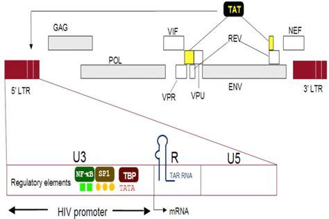 The genome of HIV-1 and structure of the HIV-1 LTR. The diagram shows ...