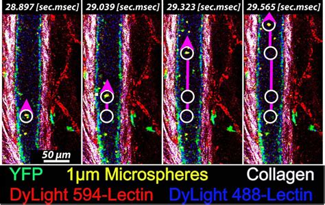 Studying Interaction Of The Immune And Vascular System Using Intravital