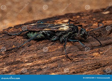 Adult Tarantula Hawk Wasp Stock Image Image Of Pepsini 258932389