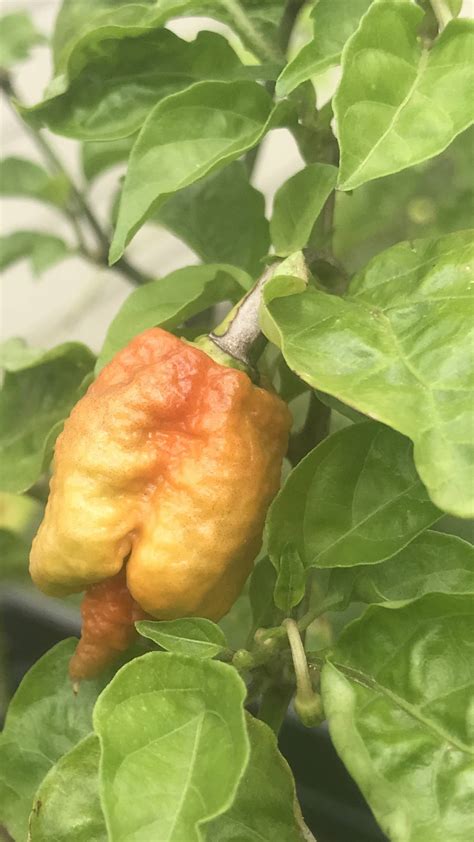 Air drying habanero peppers, but they now have black spots on them ...