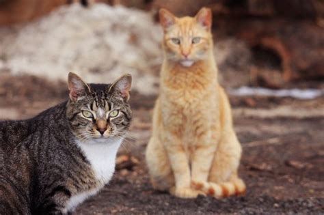 15 Facts You Should Know About Feral Cats Cats