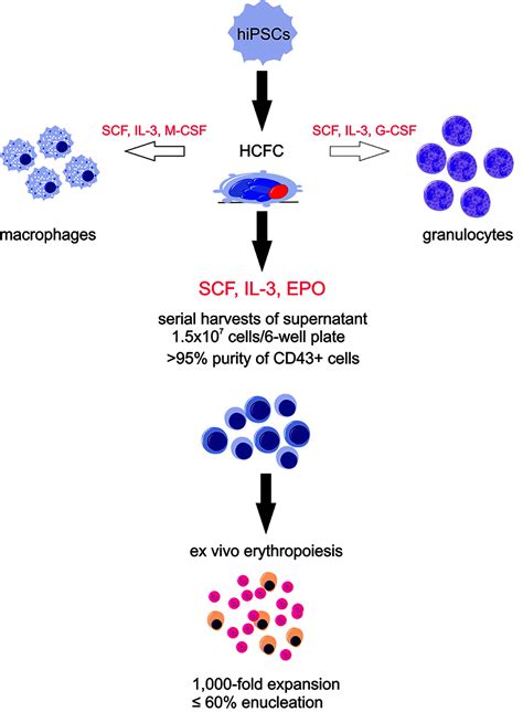 Enhanced Ex Vivo Generation Of Erythroid Cells From Human Induced