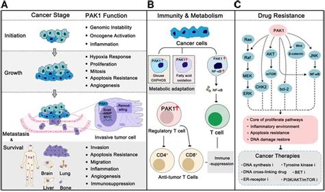 P21 Activated Kinase 1 Emerging Biological Functions And Potential