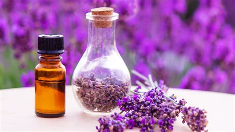 लैवेंडर ऑयल का इस्तेमाल कर पाएं इन 5 समस्याओं से छुटकारा जानें तरीका Lavender Oil Benefits In