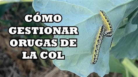 Gestión de la Oruga de la Col Pieris brassicae y rapae Como