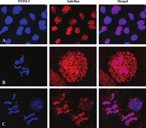 Immunostaining Of Brain Cells From Hr Prepupae With A Bon Antibody