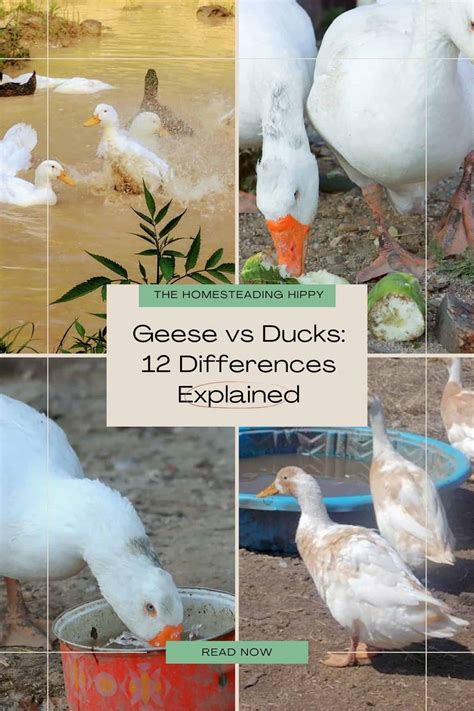 Geese Vs Ducks 12 Differences Explained