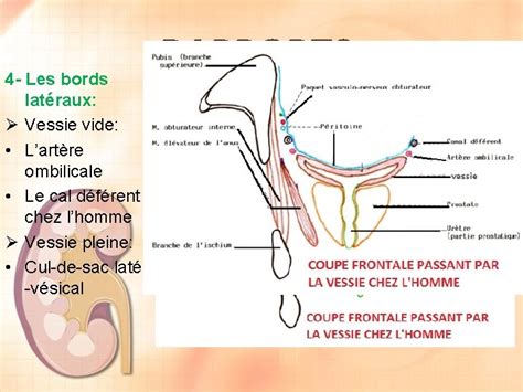 La Vessie Dr Chenafa Service Danatomie Normale Chu