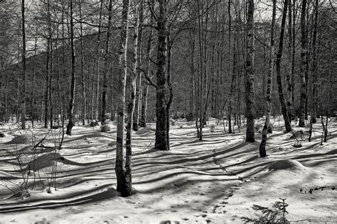 Fondos De Pantalla Bosque Monocromo Naturaleza Nieve Invierno