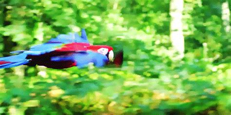 parrot | Nature gif, Gif, Fly gif