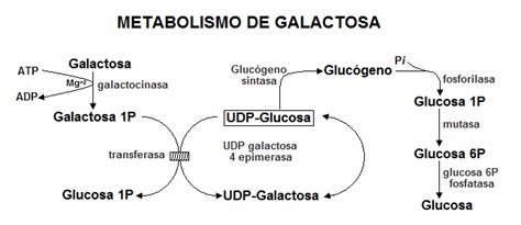 Res Menes De Bioqu Mica Metabolismo De La Galactosa