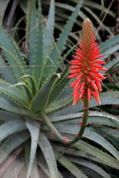 Premium Photo Showy Red Flowers Of An Aloe Arborescens