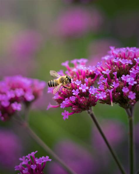 Free picture: pollinating, honeybee, wildflower, pinkish, blossom