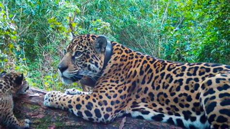 Te Presentamos A Los Dos Yaguaret S Nacidos En Libertad En El Parque