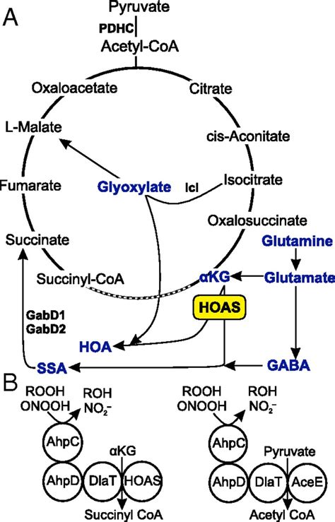 Metabolic Plasticity Of Central Carbon Metabolism Protects Mycobacteria