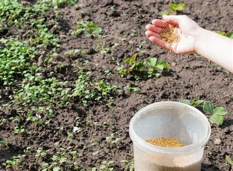 Quel Engrais Avant L Hiver Pour Fertiliser Le Gazon Et Le Potager