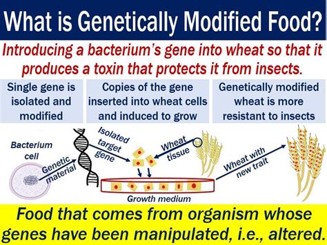 What is genetically modified food? - Market Business News